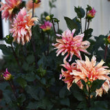 Dahlia 'Labyrinth'