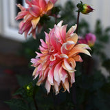 Dahlia 'Labyrinth'