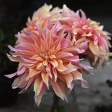 Dahlia 'Labyrinth'