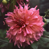 Dahlia 'Penhill Dark Monarch'