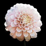 Dahlia "Sweet Nathalie"