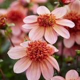 Dahlia 'Totally Tangerine'