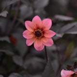 Dahlia 'Bishop's Children'