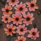 Dahlia 'Bishop's Children'