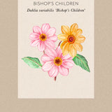 Dahlia 'Bishop's Children'