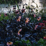 Dahlia 'Bishop's Children'