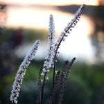 vita blommor i solnedgången på blommande silverax