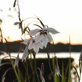 Doftlilja Gladiolus Murielae