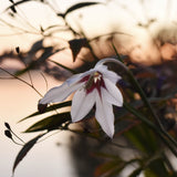 Doftlilja Gladiolus Murielae