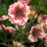 Nejlikrot 'Pretticoats Peach'