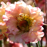 Nejlikrot 'Pretticoats Peach'