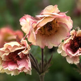 Nejlikrot 'Pretticoats Peach'