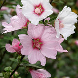 Buskgråmalva 'Barnsley'