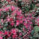 Liten kärleksört 'Lidakense'