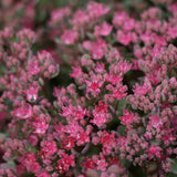 Liten kärleksört 'Lidakense'