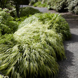 Hakonegräs Stort exemplar