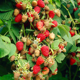 Krukhallon 'Raspberry Shortcake'