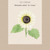 Solros "Ice Cream"