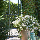 Hortensia 'Runaway Bride'