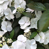Hortensia 'Runaway Bride'
