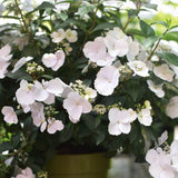 Hortensia 'Runaway Bride'