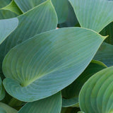 Blåfunkia 'Halcyon'