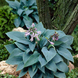 Blåfunkia 'Halcyon'
