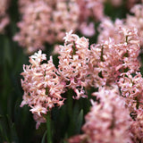 Hyacint "Gipsy Queen"
