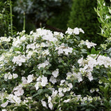 Hortensia 'Runaway Bride'