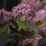 Vidjehortensia 'Invincibelle' (Pink Annabelle)