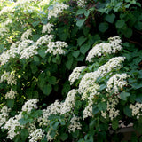 Klätterhortensia