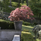 Flikbladig japansk lönn 'Garnet'