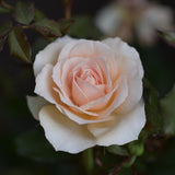 Klätterros ’Penny Lane’ Barrot