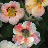 Dvärgkrasse 'Tip Top Apricot'