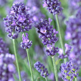 Lavendel 'Essence Purple', Stort exemplar