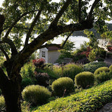 Litet rödvide 'Nana'