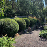 Litet rödvide 'Nana'