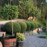 Litet rödvide 'Nana'