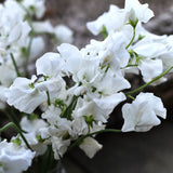 Luktärt 'Spring Sunshine White'