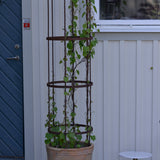 Asiatisk månfröranka