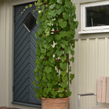 Asiatisk månfröranka