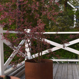 Rönnbärsapel 'Freja'