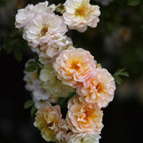 Moschataros 'Ghislaine de Féligonde' barrot