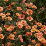 Nejlikrot 'Totally Tangerine'