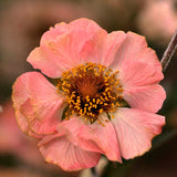 Nejlikrot 'Totally Tangerine'