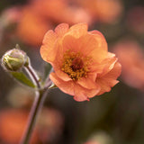 Nejlikrot 'Totally Tangerine'