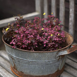 Triangeloxalis 'Crazy Plum'