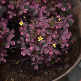 Triangeloxalis 'Crazy Plum'