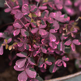 Triangeloxalis 'Crazy Plum'