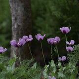 Opievallmo 'Hungarian Blue'
